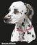 Coloful vector portrait of dalmatian