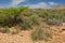 Colombia, Bushes Penisula in La Guajira