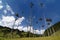 Colombia, Wax palm trees of Cocora Valley