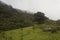 Colombian andean forest mountain scene with big old tree