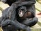 Colombian Black Spider Monkey with baby