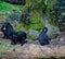 Colombian Black Spider Monkeys