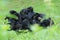 Colombian black spider monkeys