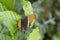 Colombian butterfly: Rusty-tipped page Siporeta epahus epaphus