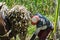 Colombian farmer bending down to pick up a lasso to tie a load of sugar cane