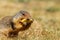 Colombian ground squirrel holding and eating food