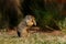 Colombian ground squirrel holding and eating food