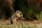 Colombian ground squirrel holding and eating food