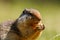Colombian ground squirrel holding and eating food