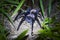 The Colombian lesserblack tarantula, Xenesthis immanis, is a large terrestrial bird spider.