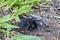 The Colombian lesserblack tarantula, Xenesthis immanis, is a large terrestrial bird spider.