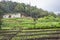 Colombian peasant house with cultivation.