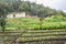 Colombian peasant house with cultivation.