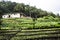 Colombian peasant house with cultivation.