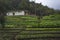 Colombian peasant house with cultivation.