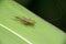 Colombian trig cricket insect, Cyrtoxipha columbiana, on grass leaf, Satara