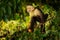 Colombian white-faced capuchin Cebus capucinus, Colombian white-headed capuchin or Colombian white-throated capuchin