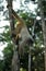 Colombian Wolly Monkey, lagothrix lagothricha lugens, Adult hanging from Branch, Pantanal in Brazil