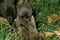 Colombian Wolly Monkey, lagothrix lagothricha lugens, Young sitting on Grass, Pantanal in Brazil