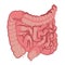 Colon, intestinal tract system