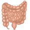 Colon, intestinal tract system