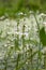 Colon marshy hottonia palustris 2