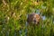 Colonia Carlos Pellegrini - June 28, 2017: Capybara at the Provincial Ibera park at Colonia Carlos Pellegrini, Argentina