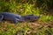 Colonia Carlos Pellegrini - June 28, 2017: Dark alligator at the Provincial Ibera park at Colonia Carlos Pellegrini, Argentina