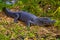 Colonia Carlos Pellegrini - June 28, 2017: Dark alligator at the Provincial Ibera park at Colonia Carlos Pellegrini, Argentina