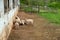 Colonial American farm barnyard scene with lambs and tired mama sheep