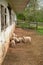 Colonial American farm barnyard scene lambs tired mother sheep