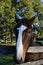 Colonial Williamsburg horse in a pasture.