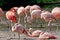 The colonies of chilean flamingos