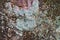 Colonies of fungus grown on a tree bark in an evergreen forest