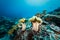 Colonies of large toadstool leather, soft corals on reef with bue background