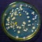 Colonies of pathogenic bacteria in a Petri dish, microbiological studies