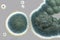 Colonies of Penicillium fungi on Sabouraud Dextrose Agar