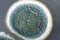 Colonies of Penicillium fungi on Sabouraud Dextrose Agar