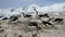 colony of AdÐµlie penguins on a small island