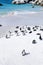 Colony of african pinguins on white boulders beach