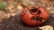 Colony of ants are crawling all over pumpkin forgotten in autumn forest