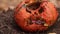 Colony of ants are crawling inside of the halloween pumpkin in the forest