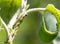 Colony of aphids on the stem. Plant illness. Close up.