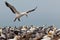 Colony of Australasian Gannets, Morus serrator