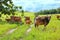 a colony of Balinese cattle