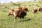 a Colony of Balinese cattle in the wild