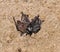 A colony of bats resting on the ceiling in the catacombs of the eastern Crimea during the day