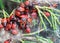 A colony of bedbugs-soldiers on juniper. Spider on the web