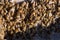 A colony of bees near the hive, soft focus. Swarm of bees.