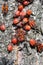 Colony of beetles Pyrrhocoris apterus on a tree trunk